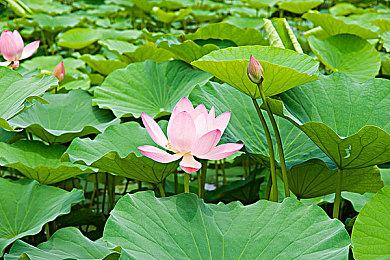 探索解谜《SCARF》12月23日登陆PC 抒情与3D结合